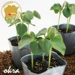  круг абельмош ... Chan овощи рассада 12 pot комплект 3 номер pot цветок Bloom. рассада [ абельмош ... рассада овощи рассада огород абельмош. рассада круг абельмош круглый ]