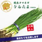 tama лук-батун keru Tama . сырой овощи рассада 50шт.@ Okayama префектура производство лук репчатый рассада цветок Bloom. рассада [ рассада tama лук-батун шар лук порей лук лук репчатый рассада шар лук порей рассада . сырой ]