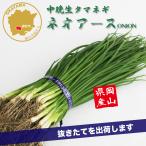 tama лук-батун Neo earth средний . сырой овощи рассада 100шт.@ Okayama префектура производство лук репчатый рассада цветок Bloom. рассада [ рассада tama лук-батун шар лук порей лук лук репчатый рассада шар лук порей рассада средний . сырой ]