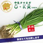 tama лук-батун O*K желтый средний сырой овощи рассада 50шт.@ Okayama префектура производство лук репчатый рассада цветок Bloom. рассада [ рассада tama лук-батун шар лук порей лук лук репчатый рассада шар лук порей рассада средний сырой ]