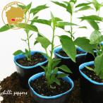 tougalasi Индия Gin *usotsu kana i hot перец овощи рассада 6 pot комплект 3 номер pot цветок Bloom. рассада [ красный острый перец синий красный острый перец ультра ... приправа рассада овощи рассада ]