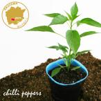 tougalasi Индия Gin *usotsu kana i hot перец овощи рассада 1 pot 3 номер pot цветок Bloom. рассада [ красный острый перец синий красный острый перец ультра ... приправа рассада овощи рассада ]