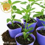 tougalasi десять тысяч . храм tougalasi овощи рассада 6 pot комплект 3 номер pot цветок Bloom. рассада [ красный острый перец зеленый перец шишито десять тысяч . храм Kyoto приправа перец рассада огород веранда ]