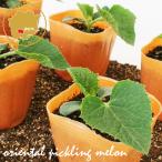 si low li... восточная маринованная дыня овощи рассада 6 pot комплект 3 номер pot цветок Bloom. рассада [ рассада овощи рассада огород .si low li дыня ]