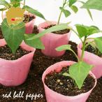  цвет зеленый перец полный -pi- красный EX овощи рассада 12 pot комплект 3 номер pot цветок Bloom. рассада [ паприка красный острый перец приправа перец рассада зеленый перец. рассада огород ]