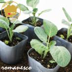 romanesko зеленый umbrella овощи рассада 6 pot комплект 3 номер pot цветок Bloom. рассада [ рассада цветная капуста огород веранда ]