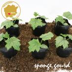  губчатая тыква futoshi ...( нить .) овощи рассада 6 pot комплект 3 номер pot цветок Bloom. рассада [ рассада овощи рассада огород зеленый занавески вертикальный сад .... рассада .]