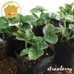  клубника ... сырой овощи рассада 6 pot комплект 3 номер pot цветок Bloom. рассада [strawberry. клубника рассада клубника. рассада . рассада .. рассада огород веранда ]