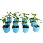 .tougalasi. видеть . длина овощи рассада 12 pot комплект 3 номер pot цветок Bloom. рассада [ зеленый перец . длина зеленый перец шишито лев Tang красный острый перец приправа перец рассада огород ]