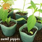 .tougalasi... прекрасный человек овощи рассада 12 pot комплект 3 номер pot цветок Bloom. рассада [ зеленый перец . длина зеленый перец шишито красный острый перец приправа перец рассада огород ]