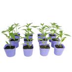 .tougalasi зеленый перец шишито овощи рассада 12 pot комплект 3 номер pot цветок Bloom. рассада [ зеленый перец паприка перец шишито лев Tang красный острый перец перец рассада овощи рассада огород ]