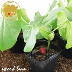  красный . Tama .( меч бобы ) овощи рассада 6 pot комплект 3 номер pot цветок Bloom. рассада [ рассада овощи рассада огород natamame топорик бобы топорик бобы бобы ]