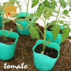  средний шар помидор полный TIKKA овощи рассада 6 pot комплект 3 номер pot [... рассада овощи рассада огород .. помидор. рассада средний шар большой шар ]