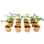  большой шар помидор Saturn овощи рассада 12 pot комплект 3 номер pot цветок Bloom. рассада [... рассада овощи рассада огород веранда помидор. рассада Saturn большой шар ]