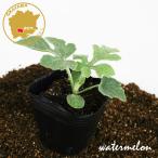  арбуз . маленький шар TW овощи рассада 1 pot 3 номер pot цветок Bloom. рассада [ рассада овощи рассада огород запад . арбуз. рассада ... маленький шар ]