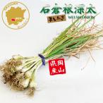  лук порей рассада камень . корень глубокий futoshi 1 шт лук-батун высушенный .30шт.@ вытащенный рассада Okayama префектура производство цветок Bloom. рассада [ рассада лук-батун лук порей . камень . лук-батун камень . 1 шт futoshi лук-батун корень глубокий овощи рассада высушенный высушенный лук-батун ]