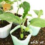  цвет . тест . приятный белый лето овощи культивирование комплект огурец / баклажан / абельмош овощи рассада 6 pot комплект 3 номер pot цветок Bloom. рассада [ белый овощи белый необычный веранда огород ]