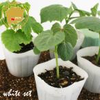  цвет . тест . приятный белый лето овощи культивирование комплект огурец / баклажан / абельмош / горький огурец - овощи рассада 6 pot комплект 3 номер pot цветок Bloom. рассада [ белый овощи белый необычный веранда ]