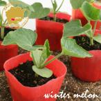 tou gun ..... овощи рассада 12 pot комплект 3 номер pot цветок Bloom. рассада [ рассада овощи рассада огород ..... рассада зима .tou gun зима .. рассада дыня ]