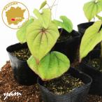 ya мой mo китайский ямс рассада 6 pot комплект 3 номер pot цветок Bloom. рассада [ рассада горный ямс. рассада ya мой mo. рассада горный ямс китайский ямс огород ]