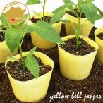  цвет зеленый перец полный -pi- желтый овощи рассада 12 pot комплект 3 номер pot цветок Bloom. рассада [ паприка красный острый перец приправа рассада овощи рассада зеленый перец. рассада огород ]