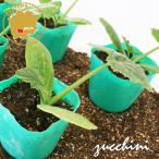  кабачок Dyna - овощи рассада 6 pot комплект 3 номер pot цветок Bloom. рассада [ рассада овощи рассада огород тыква. рассада тыква тыква юг столица kabocha кабачок ]