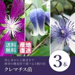 ショッピングクレマチス クレマチス苗 ３本 はやて しずく アコウエンシス/苗 雫 ヴィオルナ系 花 フラワー 庭植 つる性 ツル ギフト 贈り物 【 敬老の日 祖父 祖母 】