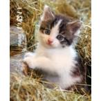 こねこ / 岩合光昭  〔本〕