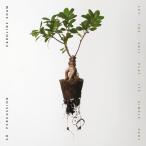Caroline Shaw &amp; So Percussion / Let The Soil Play Its Simple Part 輸入盤 〔CD〕