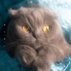  кошка битва / меласса * месяц *.* line (CD)