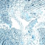 Tempalay / ((ika)) (CD)