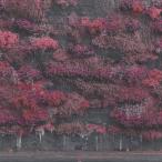 Sleep Token / Even In Arcadia 輸入盤 〔CD〕