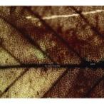 Pay Money To My Pain (P.T.P)pei деньги палец на ноге ma табебуйя in / gene (CD)