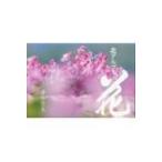 北アルプス　花 岩橋崇至写真集 / 岩橋崇至  〔本〕