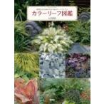 カラーリーフ図鑑 明度と高さの組み合わせ