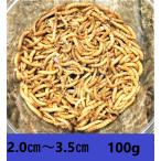 ミルワーム　100ｇ　送料無料 2cm〜3.5cmサイズ（レターパックプラス）死着補償あり