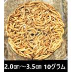 ミルワーム 10g 2cm～3.5cmサイズ（クリックポスト）