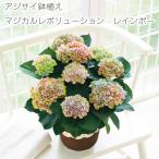 ショッピングアジサイ 母の日 プレゼント アジサイ鉢植え　マジカルレボリューション レインボー 大人気 アジサイ 紫陽花 花  送料無料 ギフト 贈り物 人気母の日 母の日プレゼント