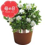 母の日 鉢植え カーネーション以外 母の日専用 ガーデニア鉢植え(5号鉢) / ギフト プレゼント 花 鉢花 白 ホワイト クチナシ くちなし カーネーション以外