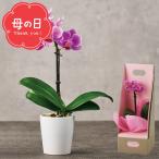 鉢植え 胡蝶蘭 母の日専用 マイクロ胡蝶蘭(ギフトボックス入)(ピンク)(5号鉢) / ギフト プレゼント コチョウラン 鉢花 卓上 ミニ プチ カーネーション以外