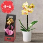 鉢植え 胡蝶蘭 母の日専用 マイクロ胡蝶蘭(ギフトボックス入)(イエロー)(5号鉢) / プレゼント コチョウラン 花 鉢花 卓上 ミニ イエロー カーネーション以外