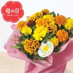 鉢花 母の日専用 マリーゴールド鉢植え おひさまブーケ(5号鉢) / ギフト プレゼント 4号 毎年咲く 多年草 生花 イエロー 元気人気 カーネーション以外