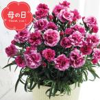 母の日専用 カーネーション鉢植え「オルフィカ」(5号鉢) / ギフト プレゼント 花 5号 鉢花 赤色 レッド バイカラー エレガント 上品 定番 人気の品種