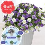 鉢植え カーネーション以外 母の日専用 スーパーベル「ダブルブルー&ホワイト」(231)(6号鉢) / ギフト プレゼント 花 6号 鉢花 パープル 紫 白 ホワイト