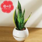 母の日 鉢植え 観葉植物 母の日専用 サンセベリア 丸鉢5号鉢 / ギフト プレゼント 観葉植物 葉 5号 鉢花 植物 グリーン 緑 インテリア 丈夫 カーネーション以外