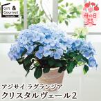 母の日 花 鉢植え ギフト プレゼント 2026 アジサイ ラグランジア クリスタルヴェール2 / ははのひ 母の日プレゼント 母の日ギフト 人気 おしゃれ 60代 70代