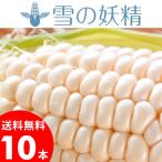 2024年予約 とうもろこし 送料無料 北海道産 白いとうもろこし 雪の妖精(10本入り) / 人気 ホワイト ホワイトコーン 甘い 高糖度 産直