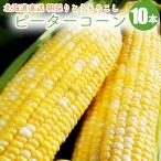 【予約】ピーターコーン 10本 北海道産 とうもろこし 朝もぎとうもろこし 産地直送!新鮮なトウモロコシ とうきび 8月下旬頃より発送予定