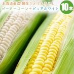 【予約】 とうもろこし ピーターコーン5本+ ピュアホワイト5本 食べ比べ セット 北海道 産地直送 朝もぎ トウモロコシ コーン とうきび 8月下旬頃より発送予定