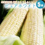 【予約】 ピュアホワイト 5本 北海道産 とうもろこし 朝もぎ白いとうもろこし産地直送!新鮮なトウモロコシ とうきび 8月下旬頃より発送予定